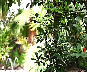 Čistá prsnatá milf Alexis Fawx odráža zrelé pičku na tvrdej kokote