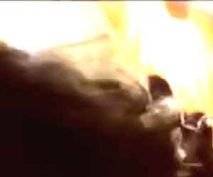 Hairy uncut dick gets pleased by wife- porncor.it